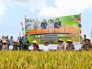 Dukung Program Ketahanan Pangan Nasional Polres Purworejo Lakukan Panen Raya Padi dan Tanam Jagung
