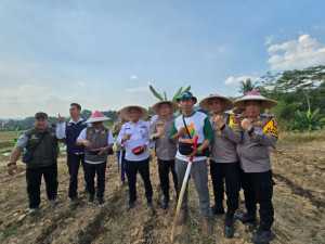 Dukung Ketahanan Pangan Nasional, Polres Bogor Tanam Jagung ke-3 di Lahan Baku Sawah Desa Sirnasari.