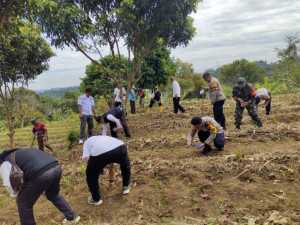 Polsek Caringin Polres Bogor Gelar Penanaman Jagung Dukung Swasembada Pangan