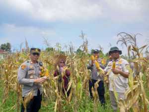 Kapolsek Caringin Bersama Aparatur Pemerintah dan Kelompok Tani Gelar Panen Jagung, Wujud Dukungan Polri dalam Ketahanan Pangan Nasional