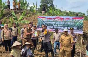 Polsek Babakan Madang Polres Bogor Tanam Jagung Hibrida Dukung Program Ketahanan Pangan