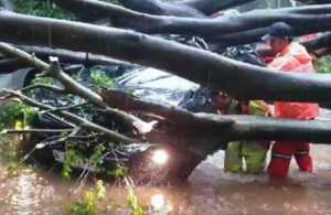 Evakuasi berlangsung dramatis, pohon tumbang kembali makan korban tewas, kali ini di Dharmawangsa Raya