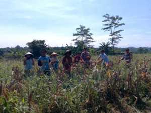 Polsek Rumpin Polres Bogor Bersama Poktan Tunas Muda Tarogong Laksanakan Panen Jagung Hibrida di Desa Mekarsari
