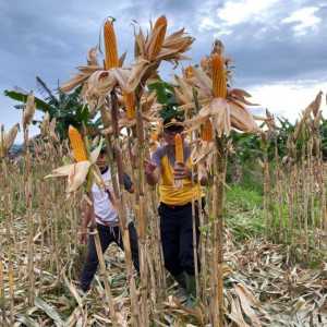 Polsek Leuwiliang Persiapan Panen Raya Jagung 1,5 Hektar di Desa Leuwimekar