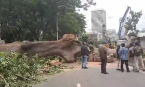 Pohon tumbang di Jalan Sisingamangaraja Jaksel, lalu lintas lumpuh