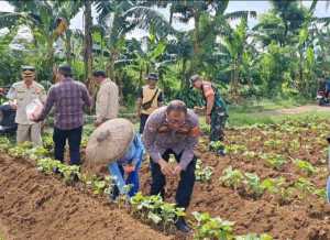 Bhabinkamtibmas Bersama Babinsa Laksanakan Penanaman Jagung Bersama Warga Ajak Manfaatkan Lahan Jaga Ketahanan Pangan Wujudkan Asta Cita Program Presiden