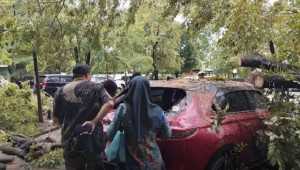 Hujan dan angin kencang, 4 mobil di Kantor Gubernur Sulsel tertimpa pohon tumbang
