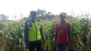 Sambang warga, Polsek Semendawai Suku III Rutin Cek Tanaman Jagung Petani