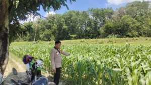 Penggerak Ketahanan Pangan, Bhabinkamtibmas Polsek Semendawai Suku III Aktif dampingi Petani