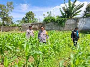 Giat bhabinkamtibmas Polsek Cisarua laksanakan pengecekan kebun jagung dalam program ketahanan pangan