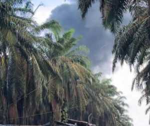 Sumur Minyak Ilegal Terbakar  Diduga Milik Oknum ASN PUPR