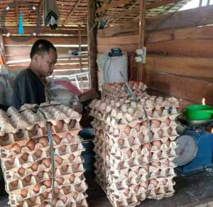 Kegiatan BUMDes dan Ketahanan Pangan Desa Kartayu Berjalan Baik