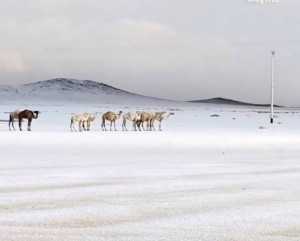 Fenomena langka! Hujan salju di Arab Saudi ubah gurun pasir jadi gurun es