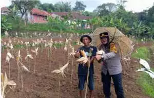 Polsek Dramaga Giat Panen Jagung Hibrida Gugus Tugas Polri Mendukung Ketahanan Panganan Asta Cita di Wilayah Hukum Kecamatan Dramaga
