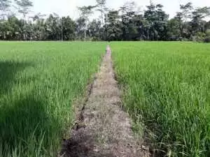 Pemeliharaan 515,49 Km Saluran Irigasi D.I.R Telang 1 Dipuji Petani, Produktivitas 18.676 Ha Sawah Kembali Bangkit