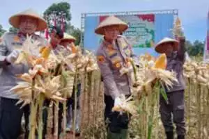 Polda jabar gelar panen jagung dukung swasembada di bandung barat
