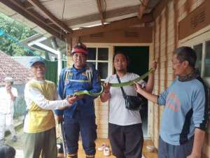 Dinas Damkar dan Penyelamatan Kabupaten Sukabumi Laksanakan Operasi Non Kebakaran, Berhasil Evakuasi Ular di Cibadak