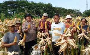 Polsek Babakan Madang Bersama Poktan Pancar Harapan Panen Jagung
