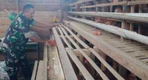 Dukung Ketahanan Pangan, Anggota Koramil 1016 -01/Pahandut Pelihara Ayam Petelur
