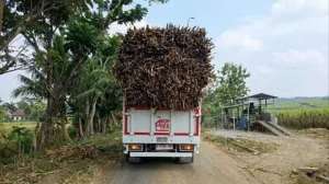 Terciduk! Truk Kopdes Merah Putih dipakai angkut tebu di Sragen