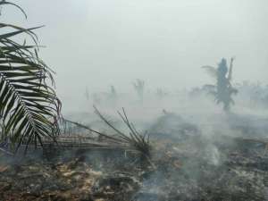 Izin 5 perusahaan dibekukan terkait karhutla Kalimantan Barat