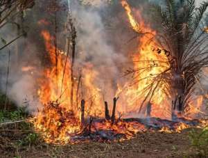 Penanggulangan karhutla gagal total: Dana padamkan api, bukan jaga api