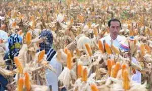 Panen Raya di Gorontalo, Presiden: Dulu Kita Impor Jagung 3,5 Juta Ton, Sekarang Kecil Sekali