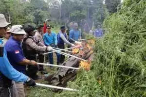 Lampaui Target, BNN Musnahkan Titik Ke -10 Ladang Ganja Di Aceh