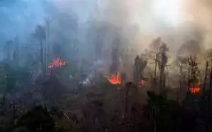 Kasus Karhutla, Polda Riau Tetapkan 47 Orang Tersangka