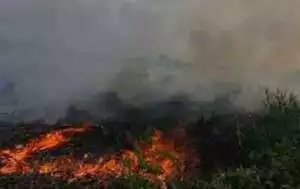 Tersangka Perorangan Kasus Karhutla Capai 296 Orang