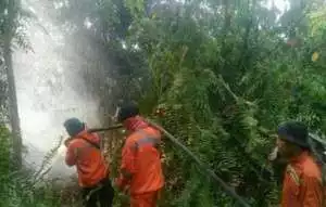 Bupati Pelalawan, Riau, Akan Diperiksa Bareskrim Polri Terkait Karhutla