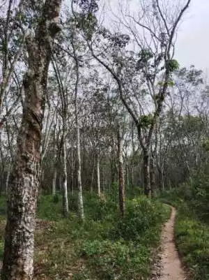 Pohon Karet Terkena Penyakit, Petani Harapkan PPL Pro Aktif Beri Penyuluhan