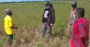 Gagal Panen Mengintai Mesuji (Bagian 1)