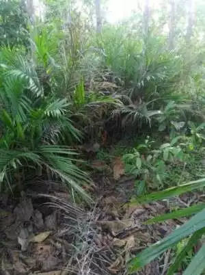 Indikasi Penyelewengan Dalam Program PSR (Sawit) dan UPPB (Karet) di Kabupaten Kotabaru, Kalsel