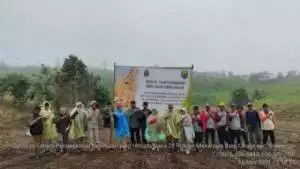 Walau Diguyur Hujan, Dinas Tanaman Pangan Dan Holtikultura JABAR Dan Dinas Pertanian Kab. Sukabumi Tanam Jagung Hibrida