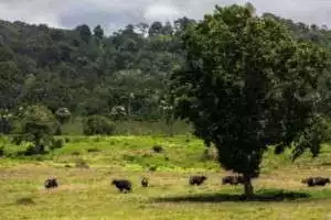 Alas Purwo, Wisata Mistis dan Penuh Misteri dengan banyak pilihan tempat untuk dikunjungi