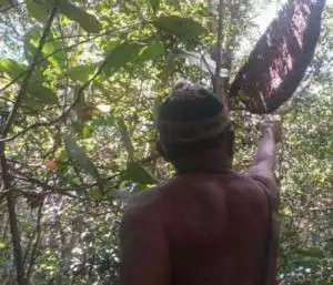 Madu hutan Air Ibul dusun l Desa Belolaut mentok ( Muntok ) Bangka Barat Bangka Belitung