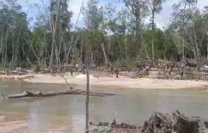 Penertiban Ke-7 Kalinya Tambang Ilegal di Hutan Bakau Sungai Semusuk, Belolaut, Mentok, Bangka Barat