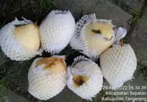 Isu Buah Busuk PKH BPNT, Ini Bantahan KPM dan Pedamping Mekar Jaya -  Sepatan