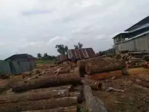 Banyak panglong Kayu di kota Palembang diduga,berjalan Tanpa mengantongi izin dari pihak terkait