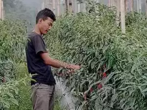 Sudah Tidak Asing Lagi Seorang Petani Muda yang Gigih Bercocok Tanam