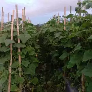 Ocot, Seorang Petani Muda Milinial yang Terkucilkan