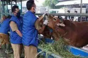 Hewan qurban yang masuk ke Tangerang harusTervaksinasi