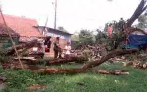 Pemdes Ciaruteun Ilir Kecamatan Cibungbulang Gercep Menangani Bencana