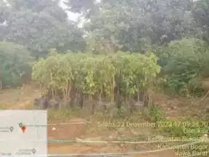Pemdes Desa Cileuksa Kembangkan Agrowisata Buah Alpukat Miki