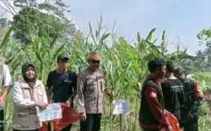 Panen Raya Program Ketahanan Pangan, Desa Kalong Liud Bersama Polsek Nanggung
