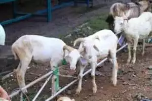 DKP Kota Tangerang berikan Tips Memilih Hewan qurban yang baik