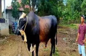 Jokowi sumbangkan 68 sapi kurban ke seluruh provinsi, termasuk IKN