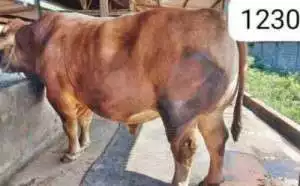 Ini penampakan sapi jenis Limosin seberat 1,23 ton untuk ibadah kurban Jokowi di Semarang