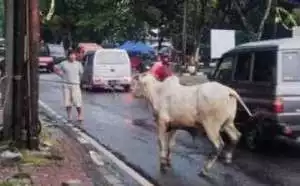 Maknai Idul Adha 1439H, Presiden Jokowi Ajak Masyarakat Bantu Korban Gempa Lombok